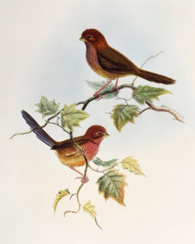 طائر الببغاء ذو الأجنحة البنية (Paradoxornis brunneus) ، مطبوعة حجرية من طيور آسيا بواسطة وليام ماثيو هارت