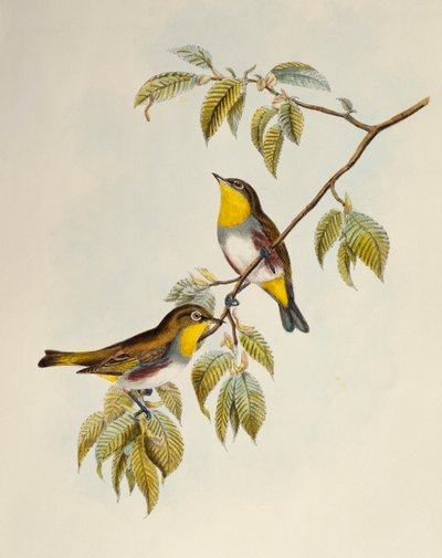 عين بيضاء محاطة بالكستناء (Zosterops erythropleurus) ، مطبوعة حجرية من Birds of Asia بواسطة وليام ماثيو هارت