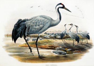 رافعة عادية (Grus cinerea) ، مطبوعة حجرية من طيور بريطانيا العظمى بواسطة وليام ماثيو هارت