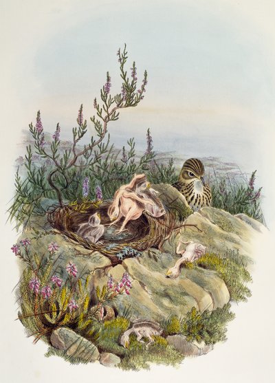 الوقواق الشائع ، بقلم جون جولد (1804-1881) ، الطباعة الحجرية بواسطة ويليام ماثيو هارت (1830-1908) ، المملكة المتحدة بواسطة وليام ماثيو هارت