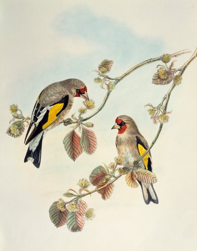 طائر الحسون الأوروبي (Carduelis carduelis caniceps) ، طباعة حجرية من طيور آسيا بواسطة وليام ماثيو هارت