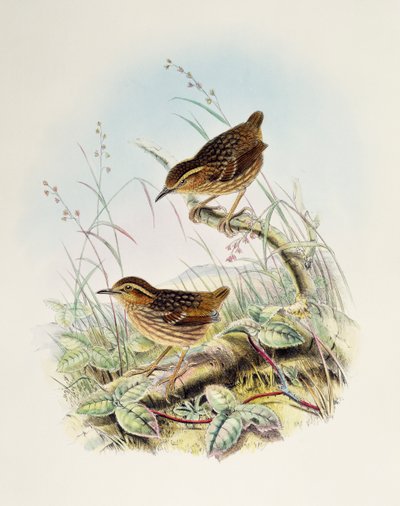 الحاجب Wren-Babbler (Napothera epilepidota) ، مطبوعة حجرية من طيور بريطانيا العظمى بواسطة وليام ماثيو هارت