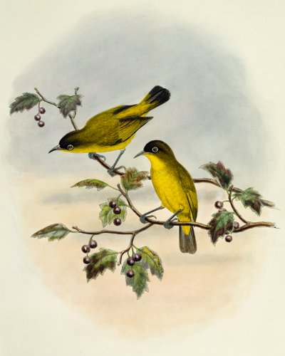 Golden-bellied white-eye (Zosterops uropygialis), engraving by William Matthew Hart (1830-1908), United Kingdom بواسطة وليام ماثيو هارت