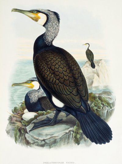 الغاق العظيم (Phalacrocorax carbo) ، مطبوعة حجرية من طيور بريطانيا العظمى بواسطة وليام ماثيو هارت