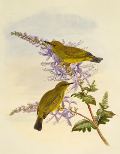 Grey-throated white-eye (Zosterops rendovae), engraving by William Matthew Hart (1830-1908), United Kingdom بواسطة وليام ماثيو هارت