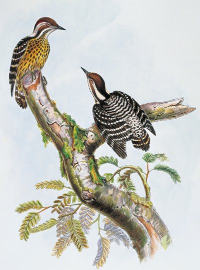 Philippine Pygmy Woodpecker (Dendrocopos maculatus), lithograph by William Matthew Hart (1830-1908), United Kingdom بواسطة وليام ماثيو هارت