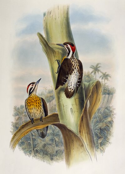 قزم الخشب الفلبيني (Dendrocopos maculatus) ، الطباعة الحجرية من طيور آسيا بواسطة وليام ماثيو هارت