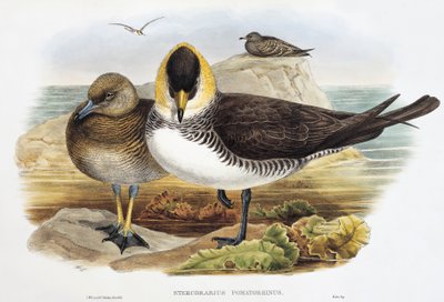 بومارين جايجر (Stercorarius pomarinus) ، مطبوعة حجرية من طيور بريطانيا العظمى بواسطة وليام ماثيو هارت
