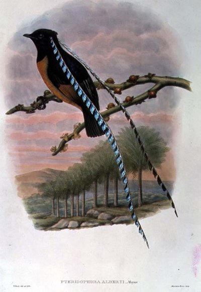 Pteridophora Alberti ، ملك ساكسونيا طائر الجنة (ليثو ملون) بواسطة وليام ماثيو هارت