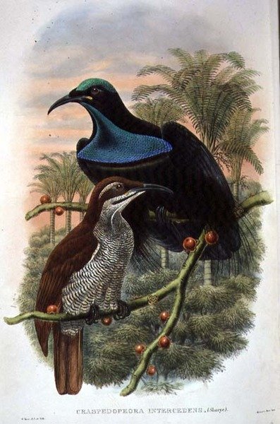 Ptiloris Magnificus ، بندقية طائر الجنة (لون ليثو) بواسطة وليام ماثيو هارت