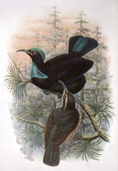Ptiloris Victoriae ، Victoria Rifle Bird of Paradise (لون ليثو) بواسطة وليام ماثيو هارت