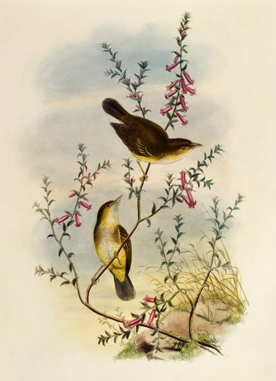 صائد الذباب الأبيض المرقط (Pseudogerygone notata) ، نقش بواسطة William Matthew Hart (1830-1908) ، المملكة المتحدة بواسطة وليام ماثيو هارت