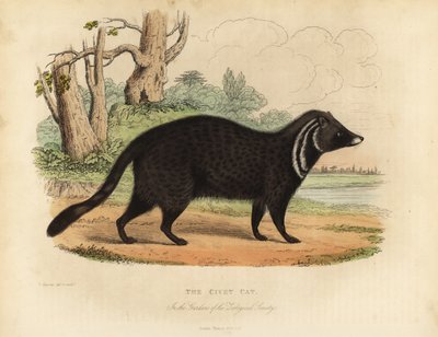 الزباد الأفريقي ، Civettictis civetta. بواسطة وليام سميلي