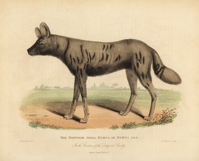 كلب الصيد الأفريقي ، Lycaon pictus. بواسطة وليام سميلي