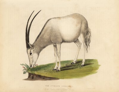 Arabian oryx or white oryx, Oryx leucoryx. Vulnerable. بواسطة وليام سميلي