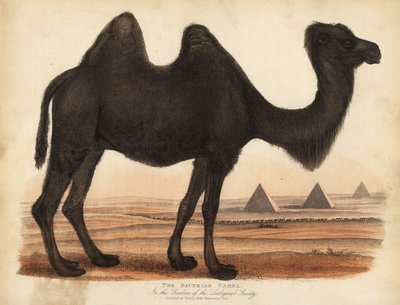 الجمل البكتيري Camelus bactrianus. بواسطة وليام سميلي