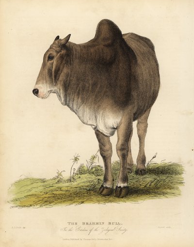 Brahma breed of zebu cattle, Bos taurus indicus. بواسطة وليام سميلي