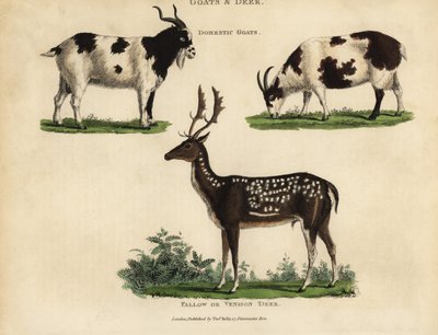 Domestic goats and fallow or venison deer. بواسطة وليام سميلي