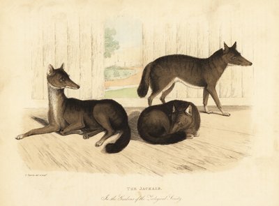 ابن آوى الذهبي ، Canis aureus. بواسطة وليام سميلي