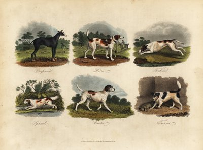 السلوقي ، Harrier ، Foxhound ، Spaniel ، Pointer ، Terrier. بواسطة وليام سميلي