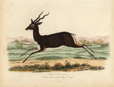 Indian antelope or blackbuck, Antilope cervicapra. بواسطة وليام سميلي