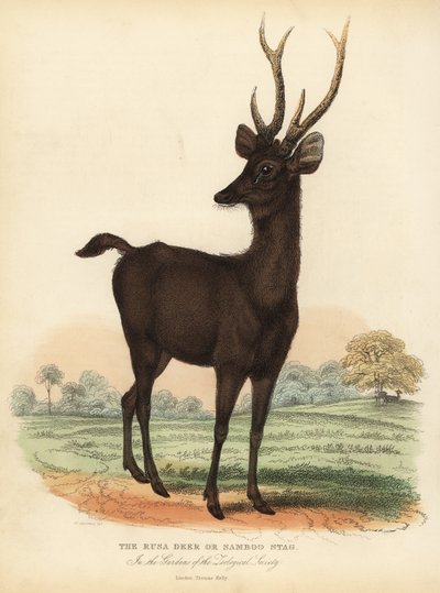 أيل جافان أو أيل سوندا سامبار ، Rusa timorensis. غير حصين. بواسطة وليام سميلي