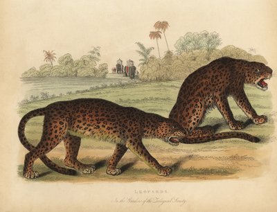 الفهود ، Panthera pardus. بواسطة وليام سميلي
