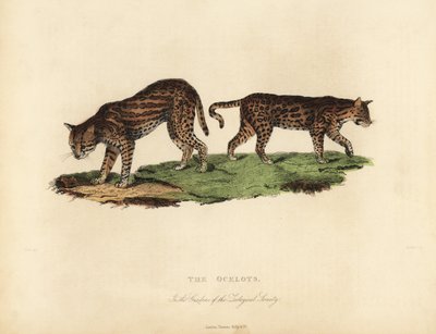 Ocelot, Leopardus pardalis. بواسطة وليام سميلي