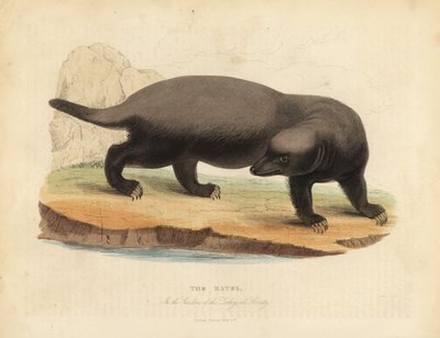 غرير الراتل أو العسل ، Mellivora capensis. بواسطة وليام سميلي