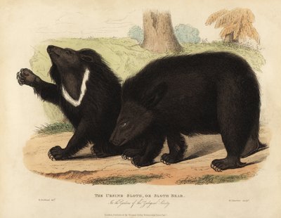 دب الكسلان ، Melursus ursinus. غير حصين. بواسطة وليام سميلي