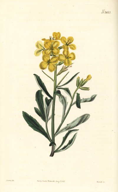 رائحة زهرة الجدار ذات الرائحة الكريهة ، Erysimum odoratum (خردل التحوط الألبي الحلو المعطر ، Erysium lanceolatum ناقص). نقش على لوح نحاسي ملون يدويًا بواسطة Weddell بعد رسم توضيحي نباتي بواسطة John Curtis من مجلة William Curtis النباتية ، Samuel Curtis ، ل بواسطة وليام سميلي
