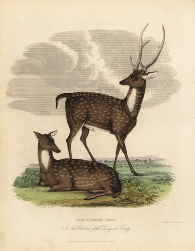 Swamp deer or barasingha, Rucervus duvaucelii. بواسطة وليام سميلي