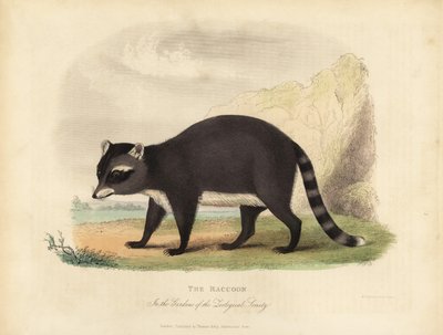 The Raccoon, Procyon lotor. بواسطة وليام سميلي