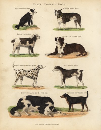 Useful Domestic Dogs, Canis lupus familiaris. بواسطة وليام سميلي
