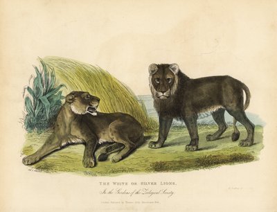أسود أبيض أو فضي ، Panthera leo melanochaita. بواسطة وليام سميلي