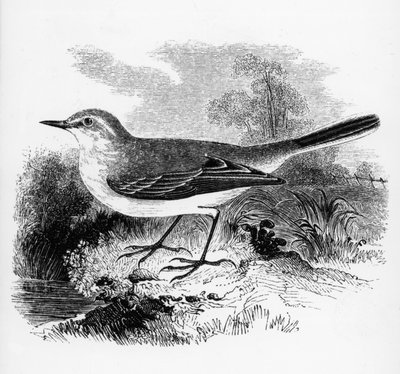 Ray Wagtail ، رسم توضيحي من "تاريخ الطيور البريطانية" بقلم ويليام ياريل ، نشر لأول مرة عام 1843 بواسطة وليام ياريل