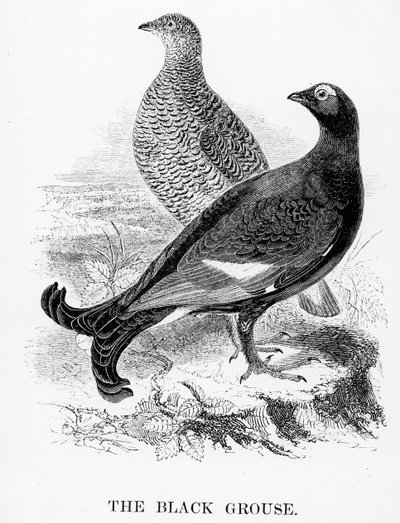The Black Grouse ، رسم توضيحي من "تاريخ الطيور البريطانية" بقلم ويليام ياريل ، نشر لأول مرة عام 1843 بواسطة وليام ياريل