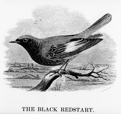The Red Redstart ، توضيح من "تاريخ الطيور البريطانية" بقلم ويليام ياريل ، نُشر لأول مرة عام 1843 (قطع خشبية) بواسطة وليام ياريل