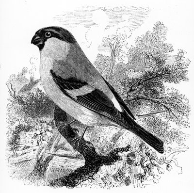 The Bullfinch ، رسم توضيحي من "تاريخ الطيور البريطانية" بقلم ويليام ياريل ، نشر لأول مرة عام 1843 بواسطة وليام ياريل