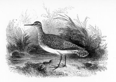 The Sandpiper العام ، رسم توضيحي من "تاريخ الطيور البريطانية" بقلم ويليام ياريل ، نشر لأول مرة عام 1843 بواسطة وليام ياريل