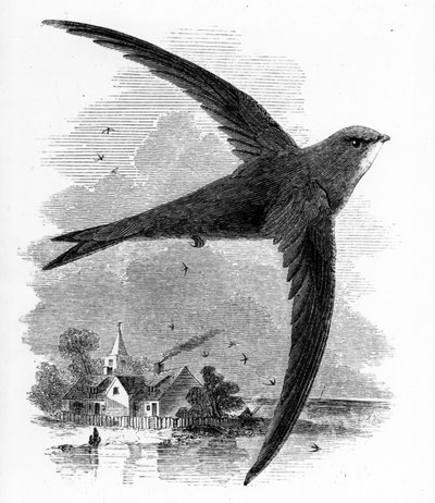 The Common Swift ، رسم توضيحي من "تاريخ الطيور البريطانية" بقلم ويليام ياريل ، نشر لأول مرة عام 1843 بواسطة وليام ياريل
