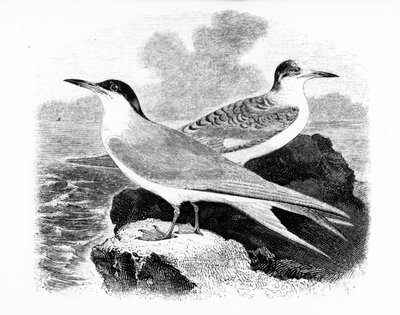 The Common Tern ، توضيح من "تاريخ الطيور البريطانية" بقلم ويليام ياريل ، نشر لأول مرة عام 1843 بواسطة وليام ياريل