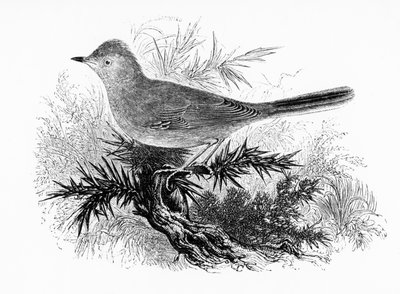 The Dartford Warbler ، التوضيح من "تاريخ الطيور البريطانية" بقلم ويليام ياريل ، نشر لأول مرة عام 1843 بواسطة وليام ياريل