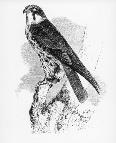 الهواية ، رسم توضيحي من "تاريخ الطيور البريطانية" بقلم ويليام ياريل ، نُشر لأول مرة عام 1843 بواسطة وليام ياريل
