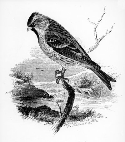ال Redpole الصغرى ، التوضيح من "تاريخ الطيور البريطانية" بقلم ويليام ياريل ، نشر لأول مرة عام 1843 بواسطة وليام ياريل