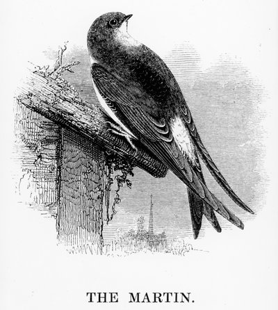 مارتن ، رسم توضيحي من "تاريخ الطيور البريطانية" بقلم ويليام ياريل ، نُشر لأول مرة عام 1843 بواسطة وليام ياريل