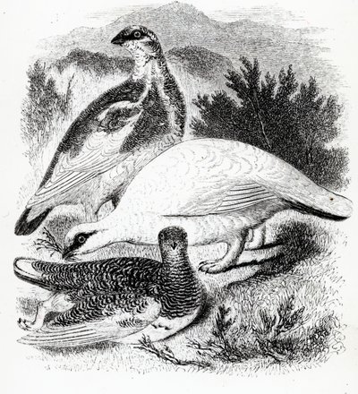 ال Ptarmigan ، التوضيح من "تاريخ الطيور البريطانية" بقلم ويليام ياريل ، نشر لأول مرة عام 1843 بواسطة وليام ياريل