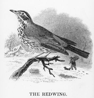 The Redwing ، رسم توضيحي من "تاريخ الطيور البريطانية" بقلم ويليام ياريل ، نُشر لأول مرة عام 1843 بواسطة وليام ياريل