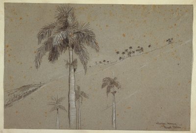 رسم، النخلة الملكية، كوبا، 1885 بواسطة وينسلو هومر