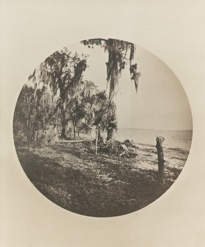 شجرة النخيل ومشهد الشاطئ ، ساحل فلوريدا ، c.1904 بواسطة وينسلو هومر